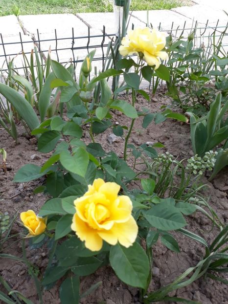  - Trandafir Petito 2018