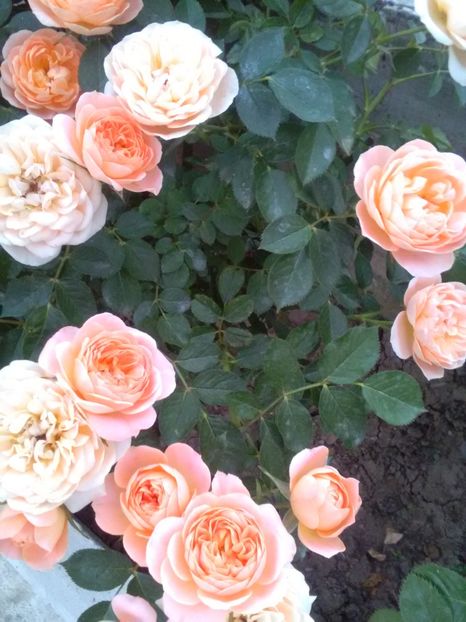  - Gradina luna mai 2018