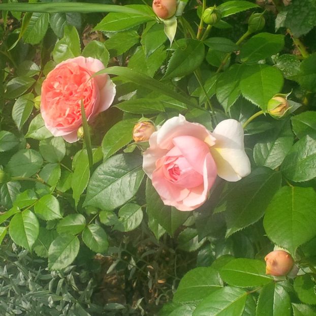 chippendale - gradina mai 2018