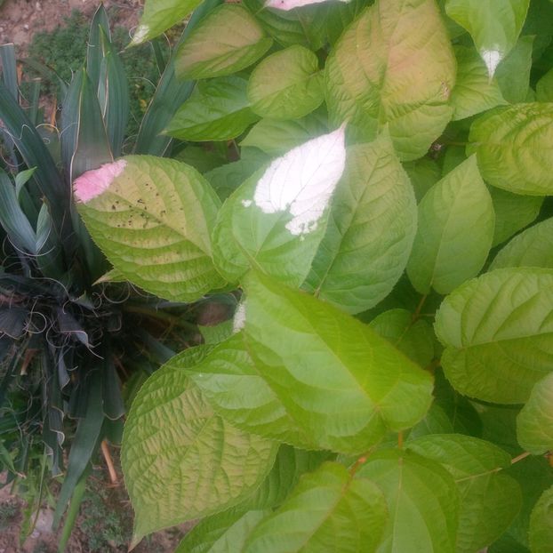 kiwi ornamental -actinidia pilosula - gradina mai 2018