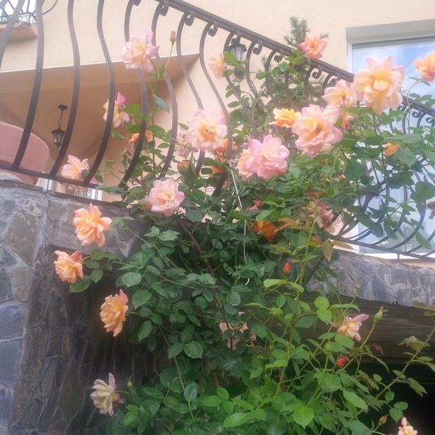 sutter"s gold - gradina mai 2018