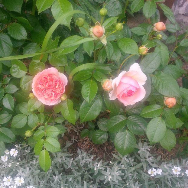 chippendale - gradina mai 2018