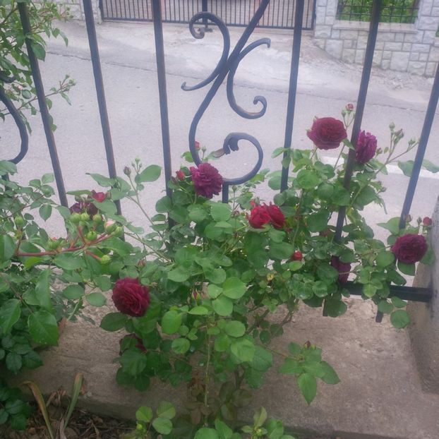 tradescant - gradina mai 2018