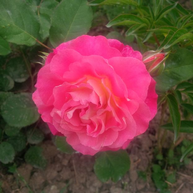 michelle bedrossian - gradina mai 2018