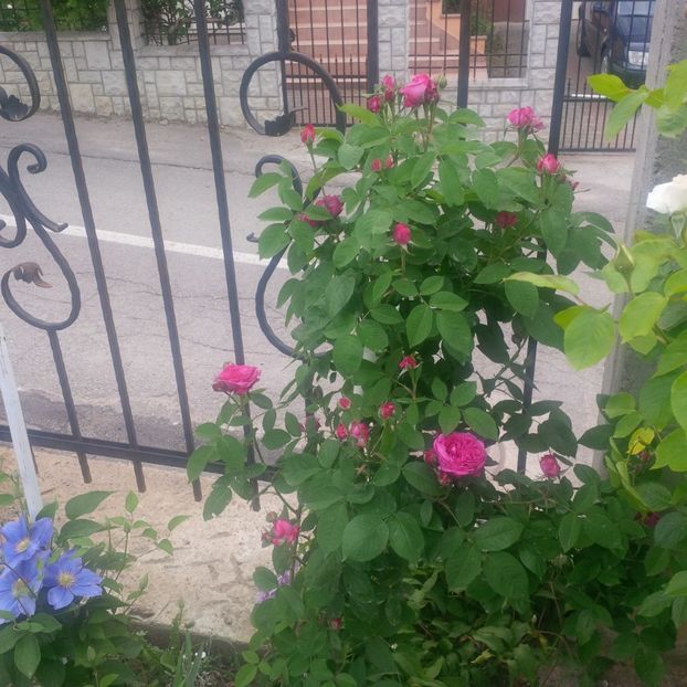 reine de violettes - gradina mai 2018