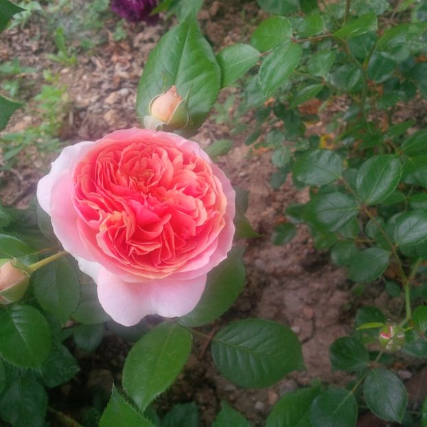 chippendale - gradina mai 2018