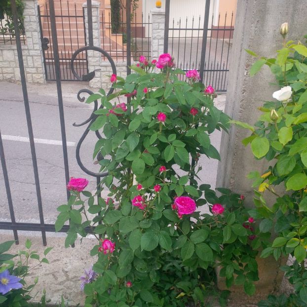 reine de violettes - gradina mai 2018