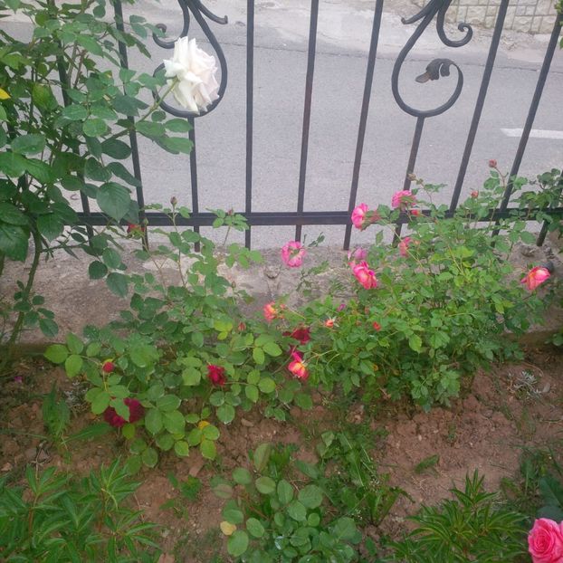 swan lake, munstead wood,christopher marlowe - gradina mai 2018