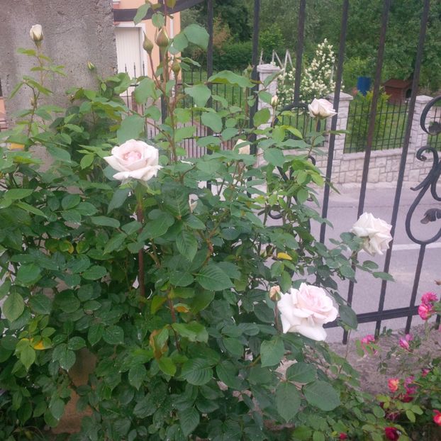 swan lake - gradina mai 2018