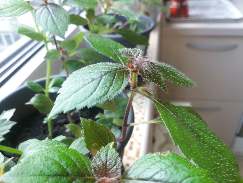 Amem bobocei - Achimenes