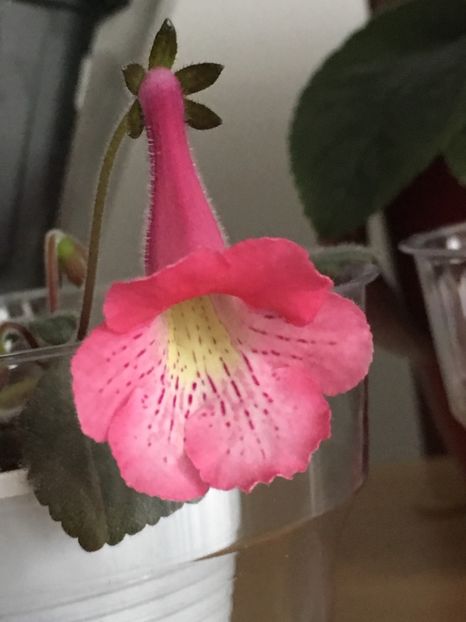 Ozark Red Lightning - Sinningia