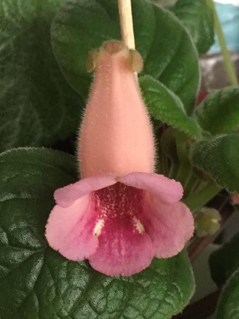 California Gold - Sinningia