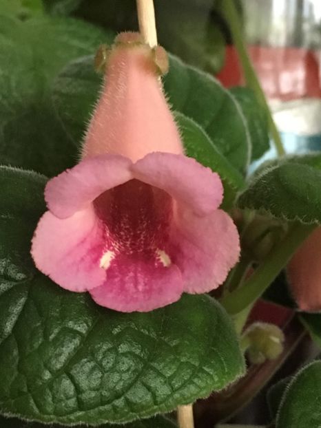 California Gold - Sinningia
