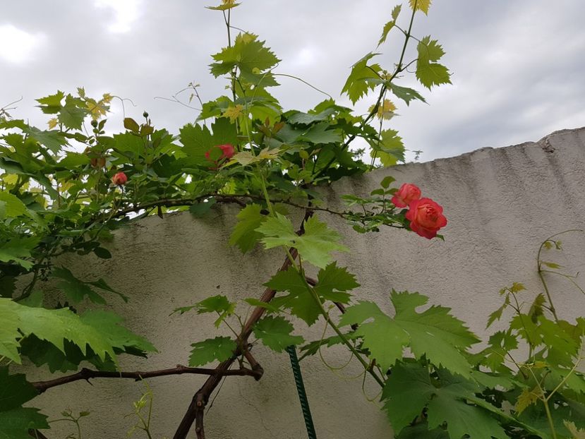  - Trandafirii 2018