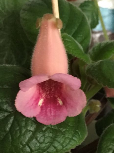 California Gold - Sinningia 2018