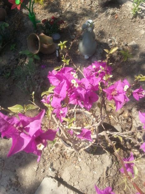  - Bougainvillea