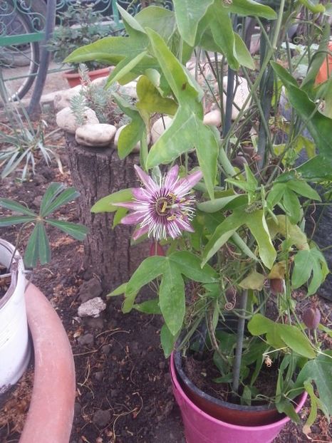 Passiflora Victoria - Passiflora