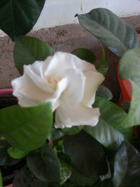  - Floricele