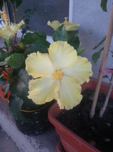  - Floricele