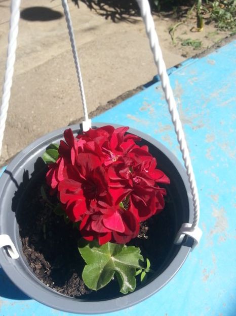  - Floricele