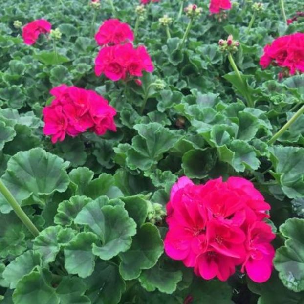 geranium-zonal-toscana-regina - Muscate