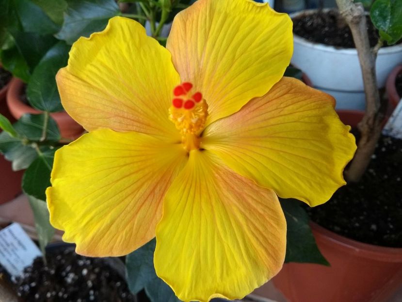 Starlet - 0Hibiscus in colectie infloriti