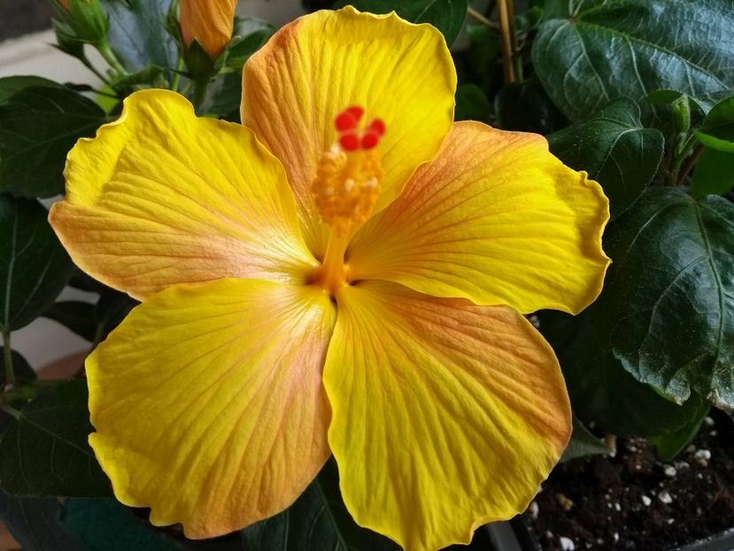 Starlet - 0Hibiscus in colectie infloriti