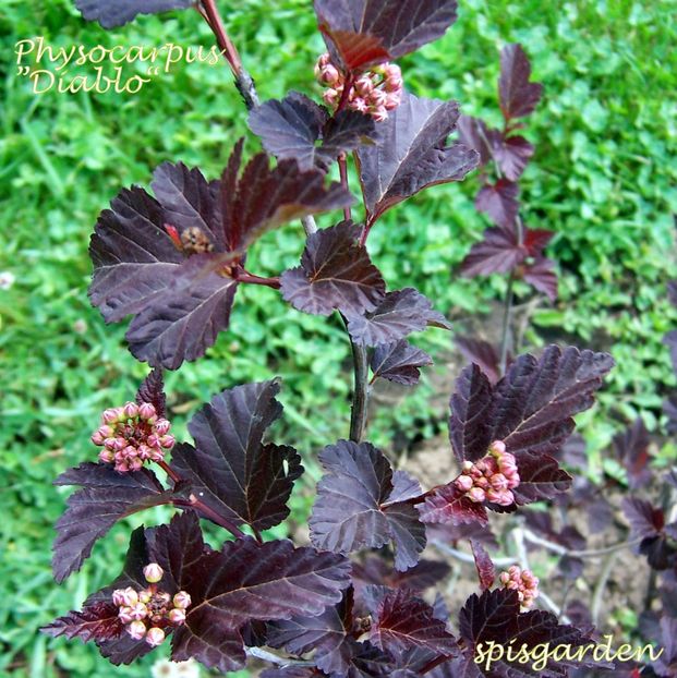 Phisocarpus Diablo - Gradina veche