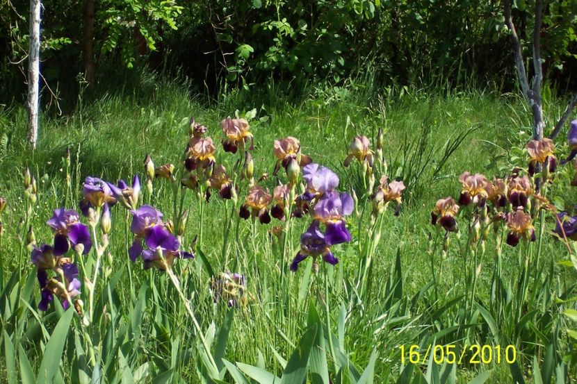 Irisi - Gradina veche