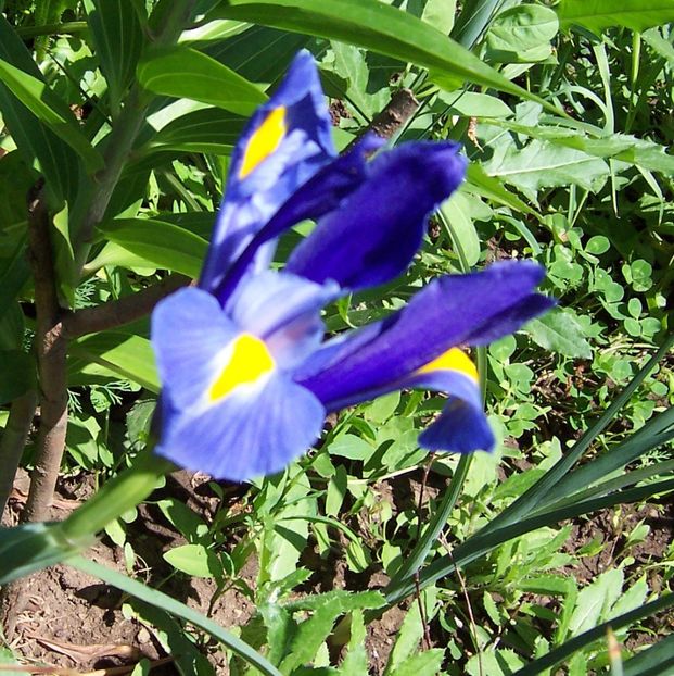 Iris holandica - Gradina veche