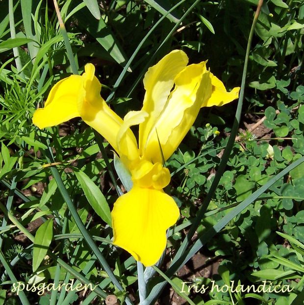 Iris holandica - Gradina veche