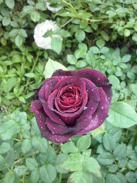 CAM01239 - Trandafiri 2018 - II