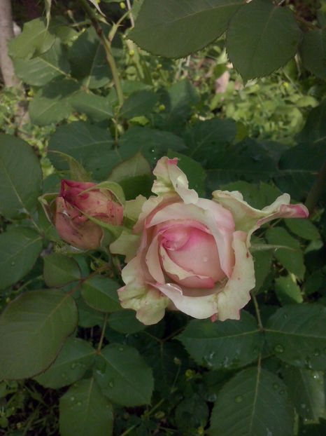 CAM01257 - Trandafiri 2018 - II