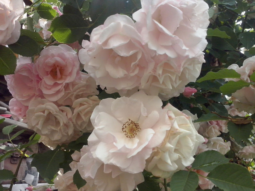 CAM01289 - Trandafiri 2018 - II