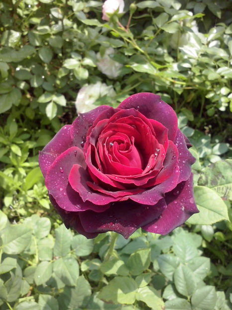 CAM01294 - Trandafiri 2018 - II