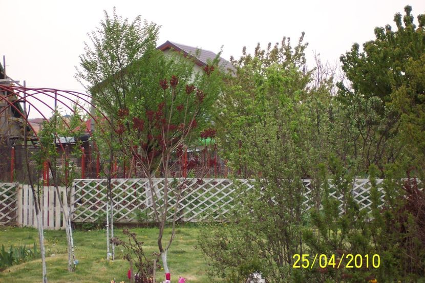  - Gradina veche