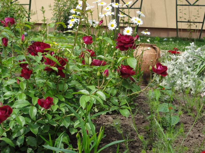  - Edgar Norman Swane - Burgundy Iceberg