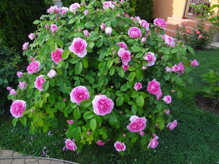  - Austin - Gertrude Jekyll