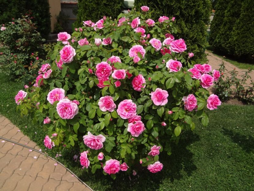  - Austin - Gertrude Jekyll