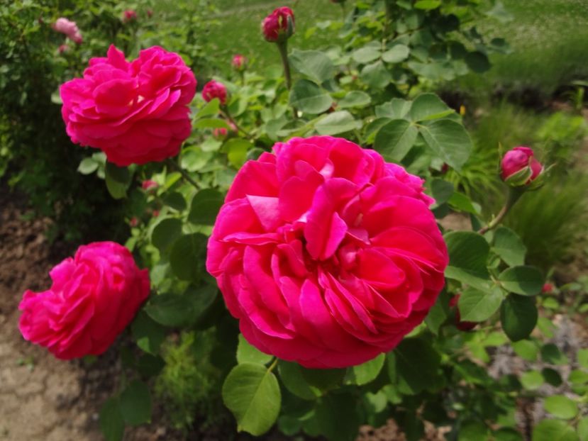  - Souvenir de MMe Corval