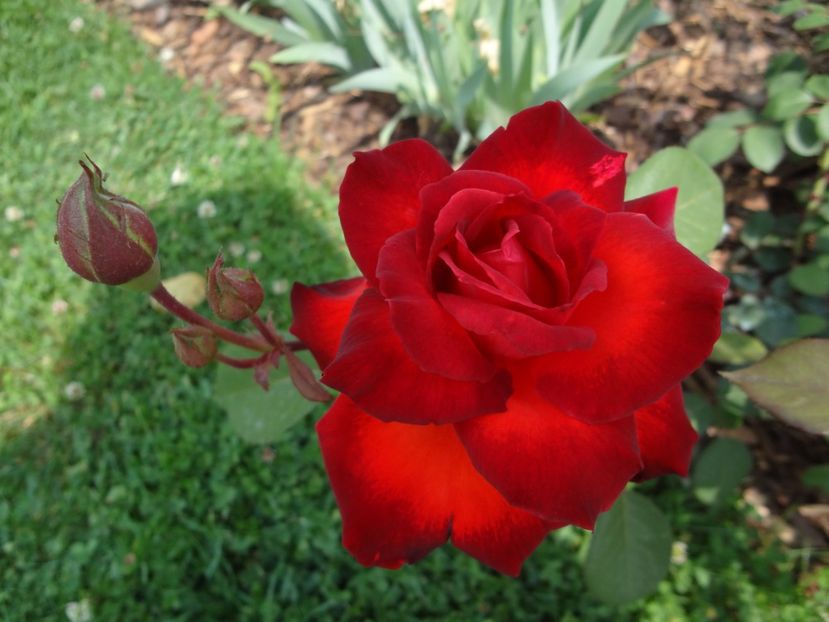  - Wagner - Foc de Tabara