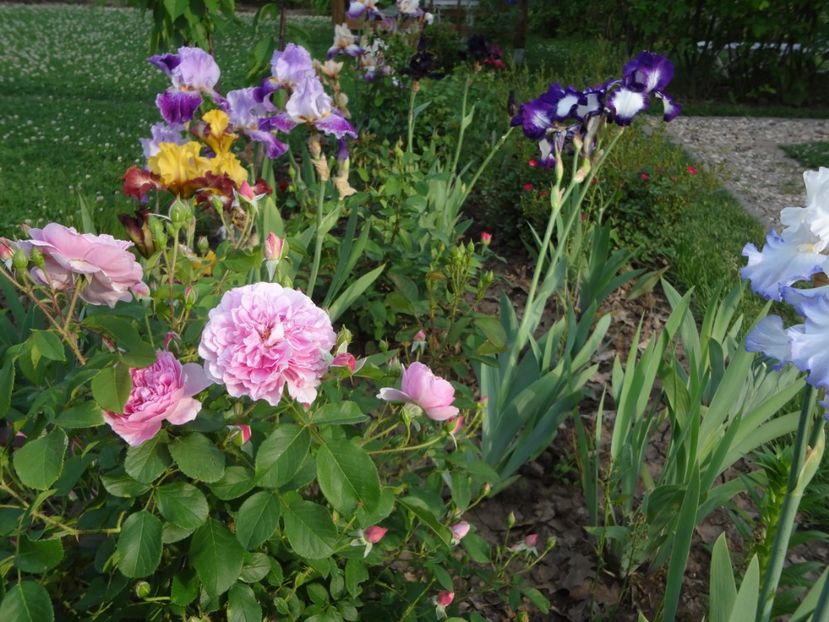  - Austin - Harlow Carr