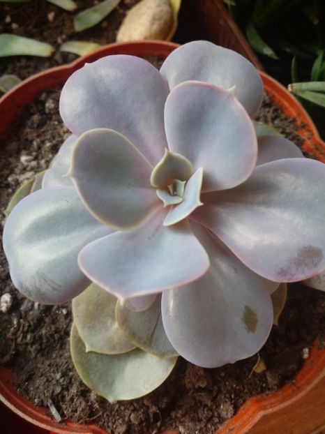 Echeveria Perle Von Nurnberg - Echeveria si alte suculente asemanatoare