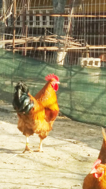  - Gaini New Hampshire