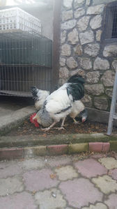 110597397_BEAJOKK - Gaini Sussex