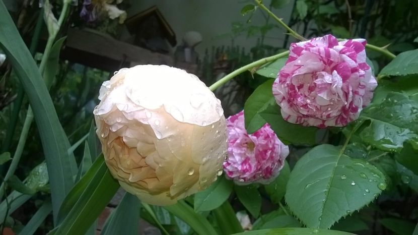 Jude the Obscure si Variegata di Bologna - Grădina 2018