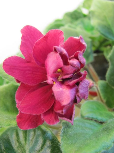  - ZZZZEK Sady Semiramidy