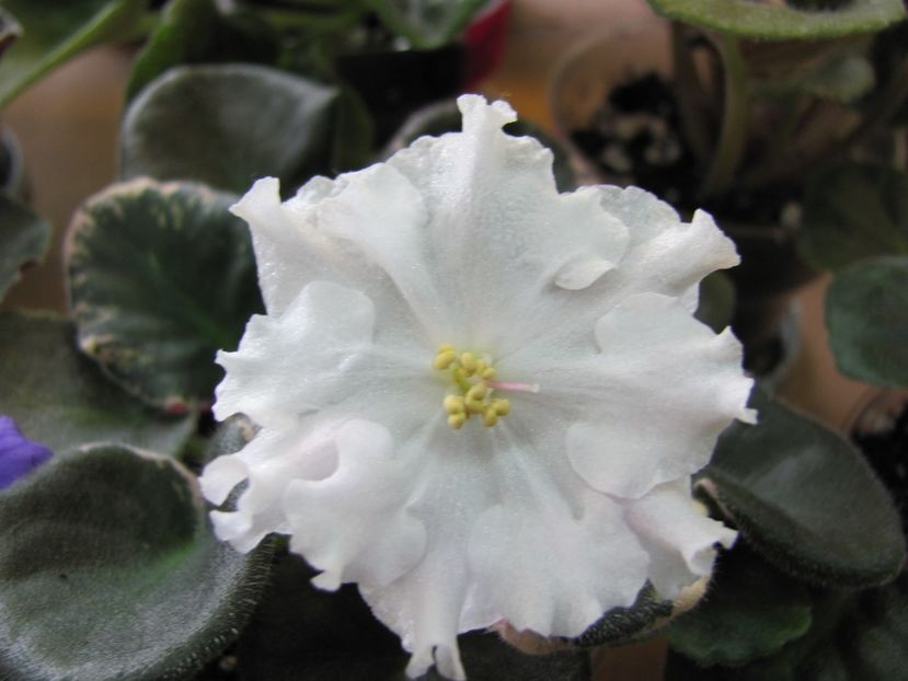  - ZZZAngel s Innoccence