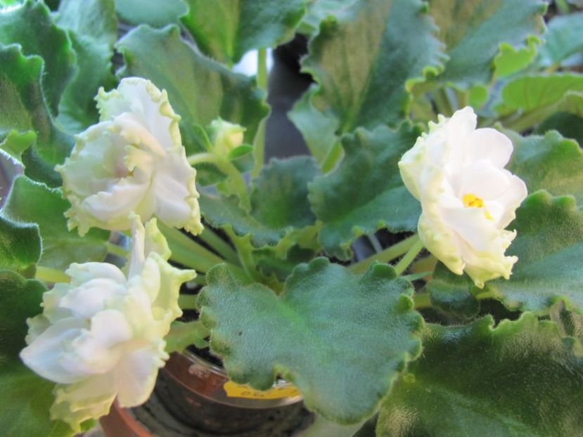  - ZZZZLE Chateau Margaux