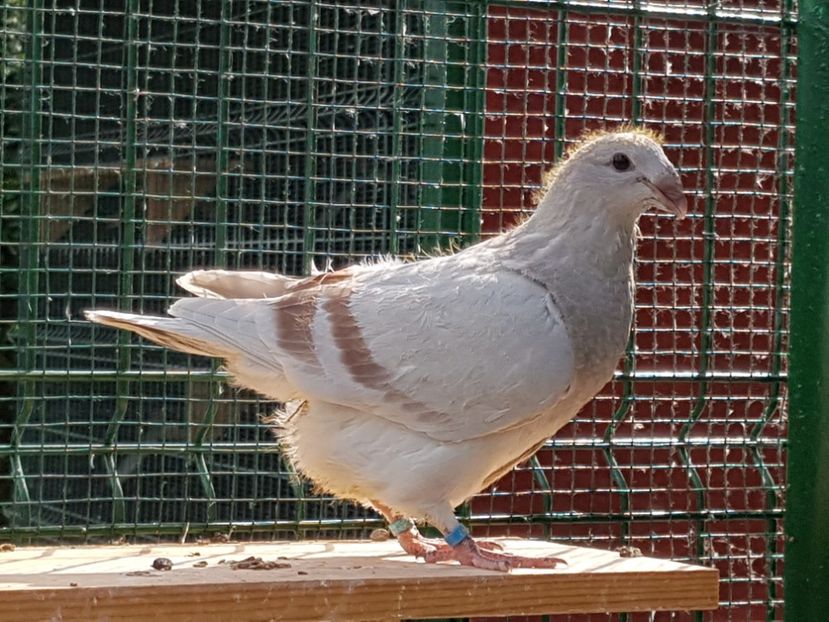 M-2018-4002 - 0-VRdF-TINERET-2018